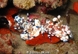 Halequin Shrimp enjoying a starfish snack by Brendon Baines 
